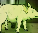 Pigley