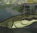 Alligator
