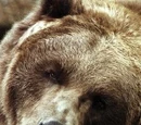 Bart the Bear