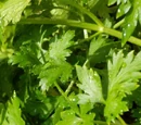 Flat leaf parsley