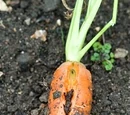 Split roots