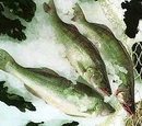 Herring