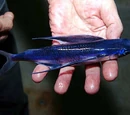 Flying fish