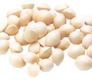 Ginkgo nut