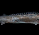 Barracouta
