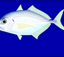 Pompano and jack