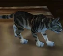 Cat Carrier (Black Tabby)