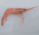 Pink shrimp