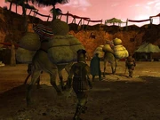 Carvan of Camels