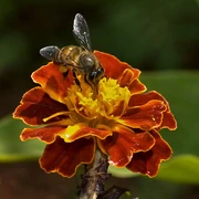 Apis cerana from India