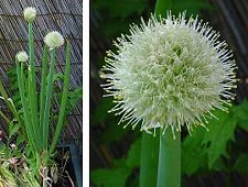Ceapa cultivată (Allium cepa) cu floare