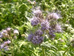 Phacelia tanacetifolia
