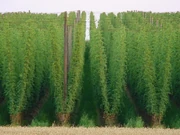 Mature hops growing in a hop yard (Germany)