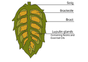 Cross-section drawing of a hop