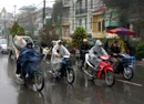 Hauling Trees Home for Tet