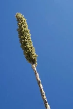 Yucca plant