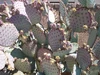 Cactus photographed by Kim M. Bayne