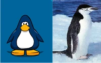 Comparación entre un pinguino de Club Penguin y uno real.