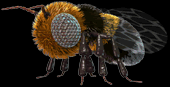 C3 Bee