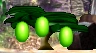 The Evo Avo