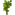 Walnuss