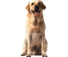 Image:Lab.png
