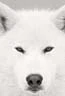 Image:Wolf.jpg