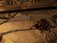 Spider Extermination