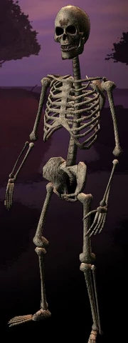 Race: Skeleton - to upload a more specific image, click here