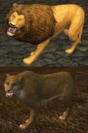 Race: Lion - to upload a more specific image, click here