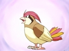 pidgey