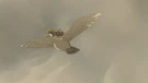 Imagen de Pidgeot
