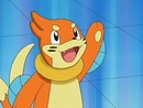 Buizel de Ash