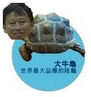 Image:Benng_toitoise.jpg