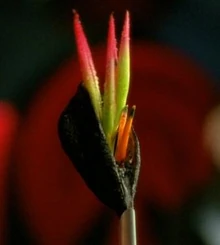 The crystherium flower