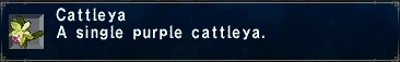 Image:Cattleya.jpg
