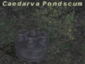 Image:CaedarvaPondscum.png
