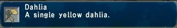Dahlia