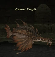 Canal Pugil (side)