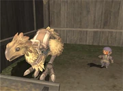 Caring for your Chocobo
