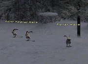 Polar Hares