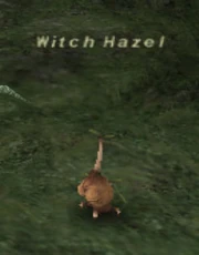 Witch Hazel