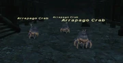 Arrapago Crab