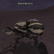 Sand Beetle