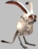 Arctic Rabbit