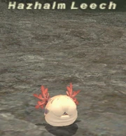 Hazhalm Leech