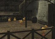 Interact with other Chocobo's