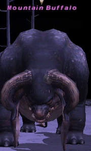 Mountain Buffalo