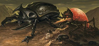Beetles