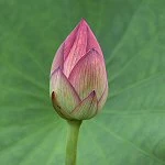 画像:Example.jpg